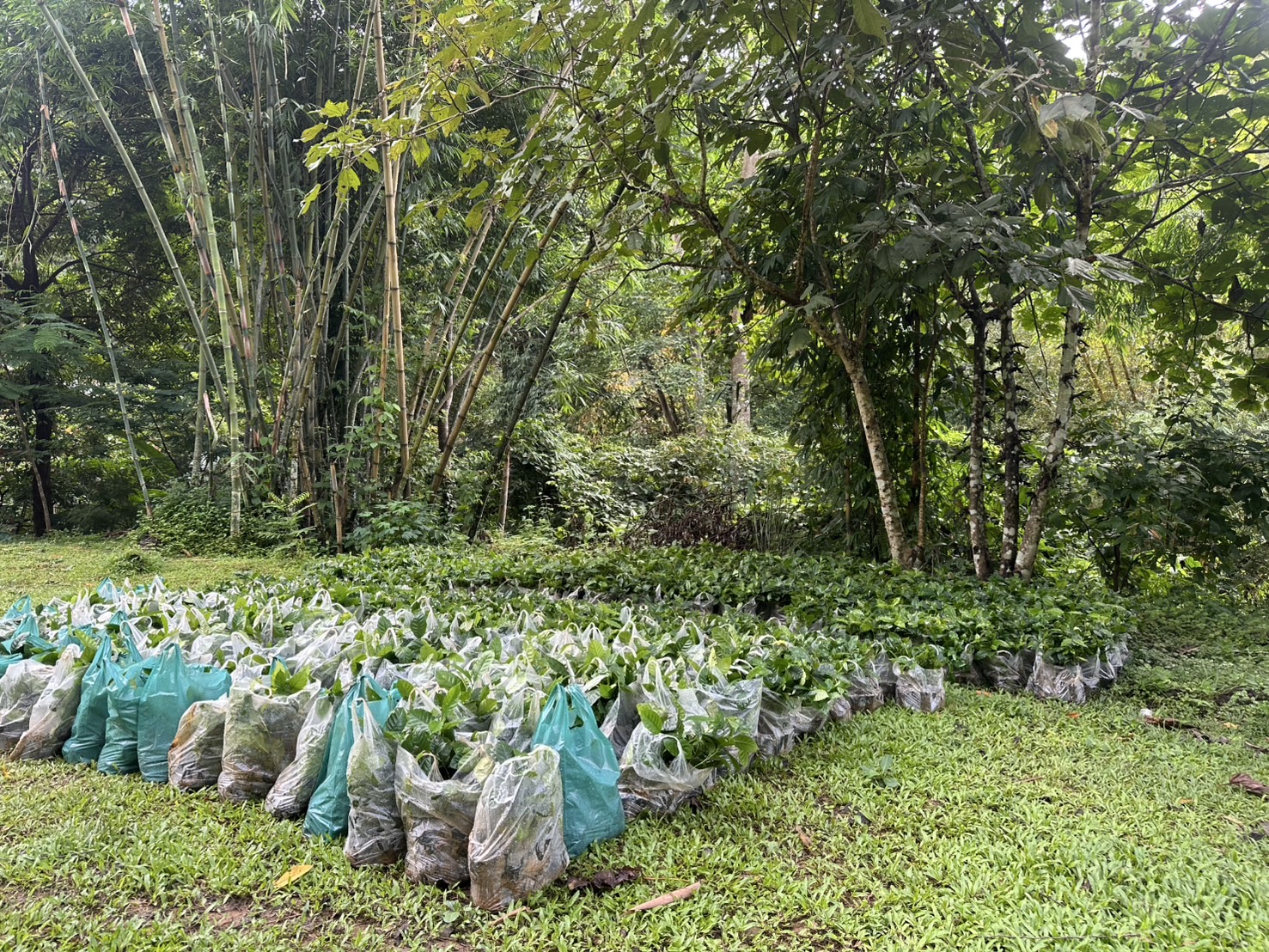 ต้นกล้าและวัสดุปลูกในพื้นที่โครงการ