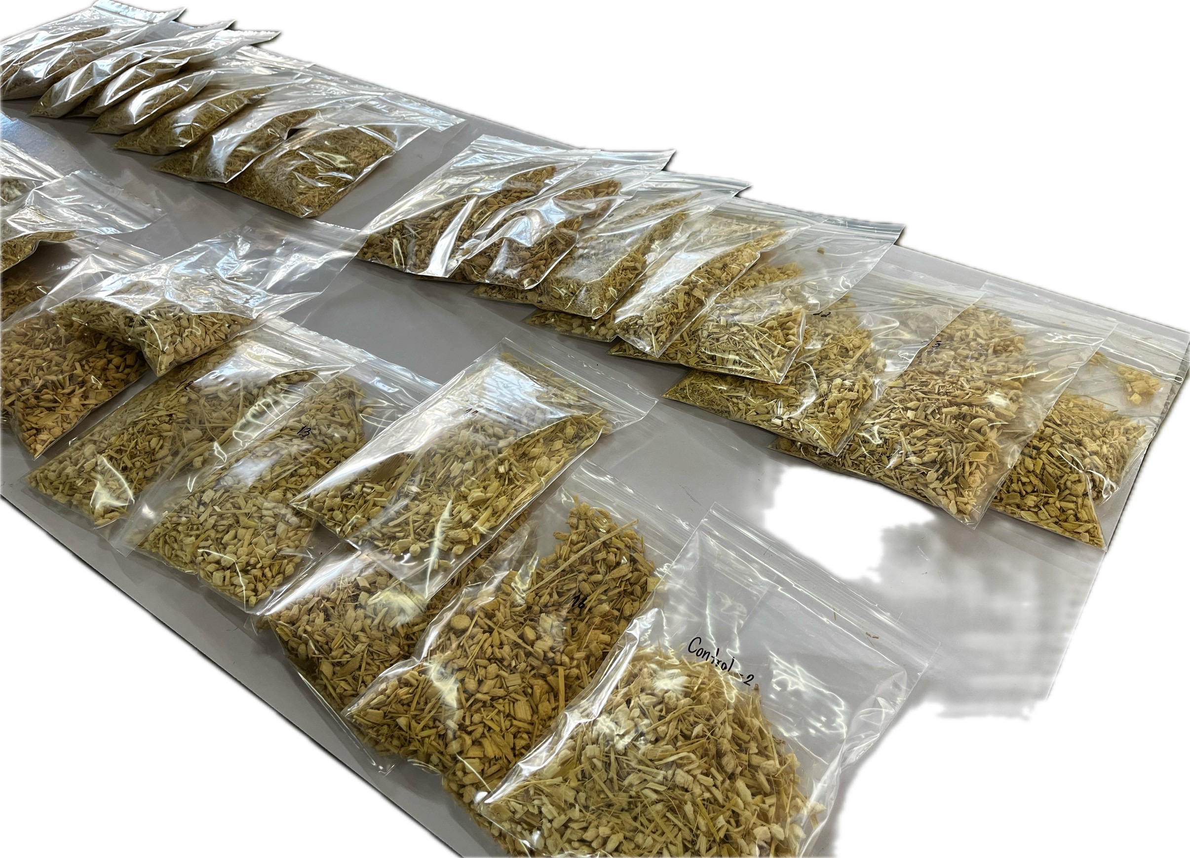 ตัวอย่างวัสดุรองกรงจากต้นข้าวโพดที่ผ่านการบดและทำแห้ง